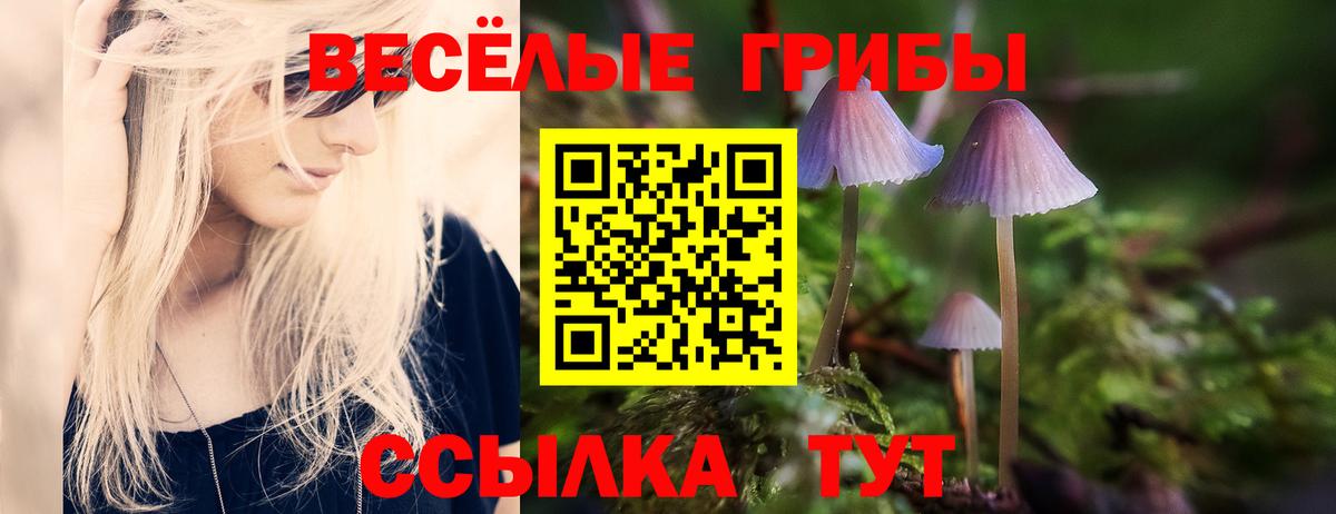 Псилоцибиновые грибы Psilocybe  Вход с VPN  Кольчугино 